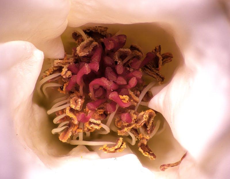 Hong Kong Student Visa