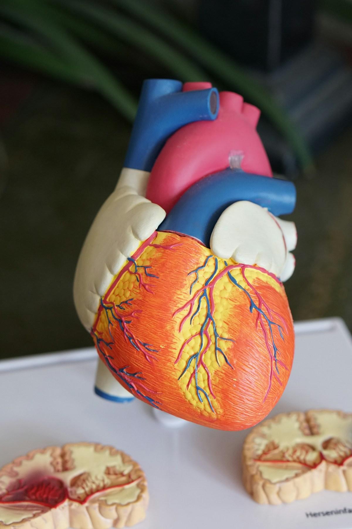 Anatomy and Physiology Prerequisites: What Indian Students Must Study Before Medical School Abroad