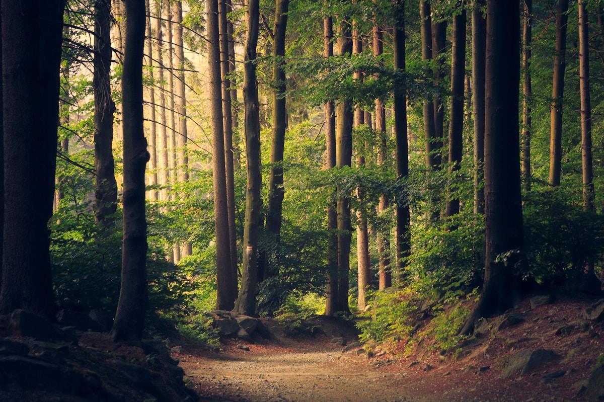 Lush green forest canopy representing environmental science and conservation